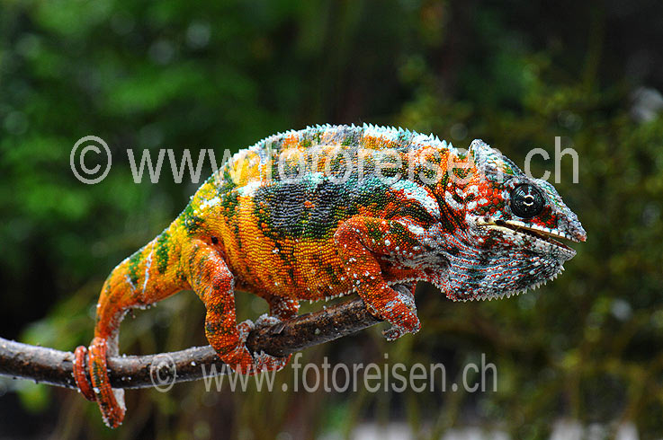 Pantherchamaeleon