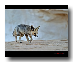 Fenek - W�stenfuchs
