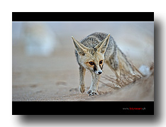 Fenek - W�stenfuchs