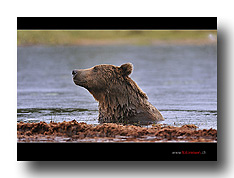 B�r im Wasser