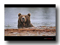 B�r im Wasser