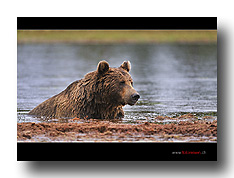 B�r im Wasser