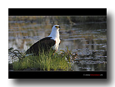 Schreiseeadler
