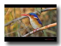 Malachit Kingfisher