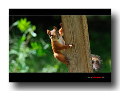 Eichh�rnchen