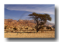 Oman Desert