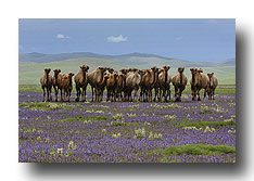 Kamele in der bl�henden Steppe