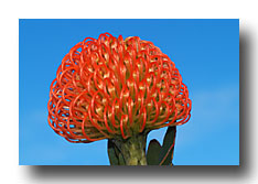 Protea 2