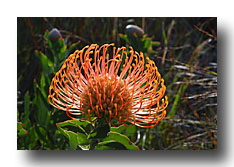 Protea 3