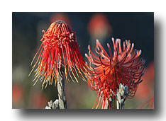 Protea 4