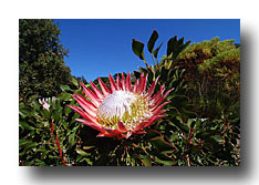 Kingprotea 1