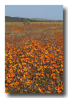 Wildflowers