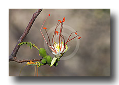 Deloxia elegata 1