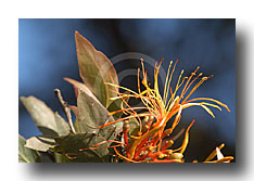 Baumbl�te 2