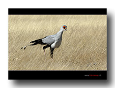 Sekret�r - Vogel