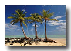 Palmen am Strand