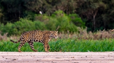 Jaguar auf der Jagd